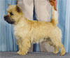 Click here for more detailed Cairn Terrier breed information and available puppies, studs dogs, clubs and forums